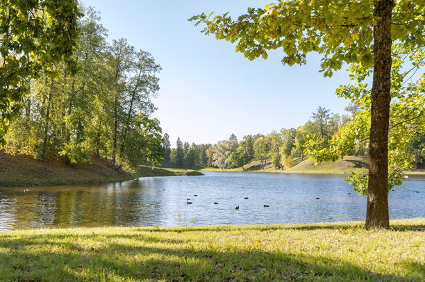 美丽的自然风景，树木高耸，蜿蜒小径。公园中的风景。背景留有空白空间。祝贺用的图片。室内海报。家居装饰的图片。室内摄影。图片下载