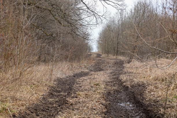 这张照片展示了一条通往森林的林间小路，路面上有车轮痕迹。小路被草丛覆盖，周围是高大的光秃树木和灌木丛。图片下载