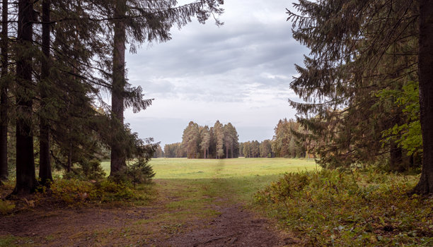 美丽的自然风景，树木高耸，蜿蜒小径。公园中的风景。背景留有空白空间。祝贺用的图片。室内海报。家居装饰的图片。室内摄影。图片下载