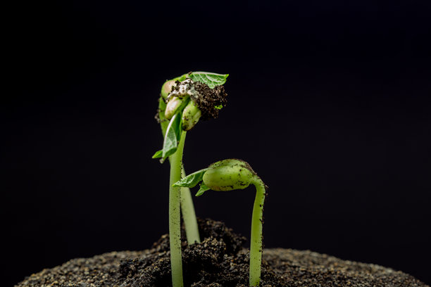 黑色背景下拍摄的从芽苗生长的红豆的俯视照片。图片下载