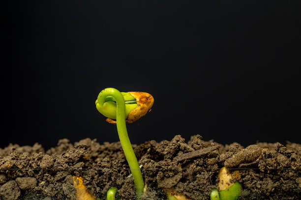 黑色背景下拍摄的从芽苗生长的红豆的俯视照片。图片下载