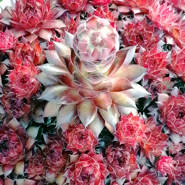 多肉植物照片。红色多肉植物照片图片下载