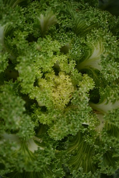 紫色纹理粉色背景 高质量照片 微距摄影 渐变 白色 绿色 装饰性甘蓝（Brassica oleracea acephala）紫色十字花科 装饰性雕刻的卷心菜叶子 海报图片下载