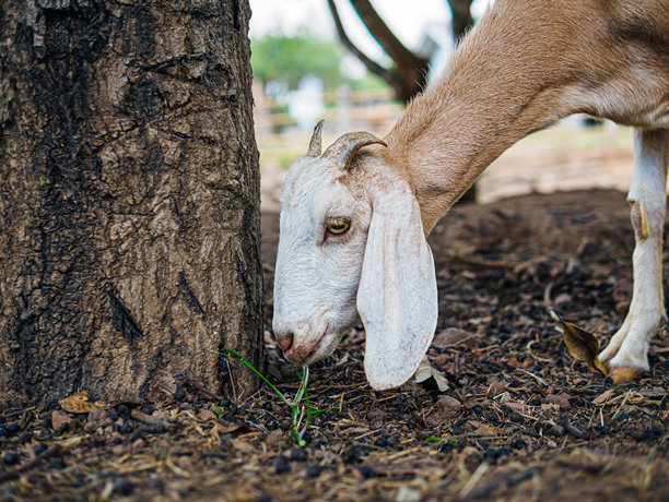 山羊在山羊农场吃草的特写。肖像。头部照片。图片下载