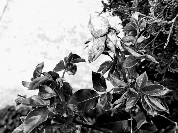 黑白照片中的玫瑰花蕾图片下载