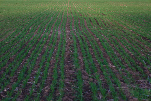 这张照片展示了一片田野，年轻的冬季作物幼苗整齐地生长在行间。幼苗呈鲜绿色，均匀分布在田野上。行间的土壤呈深棕色。图片下载