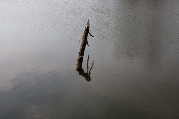 这张照片展示了一棵死树突出的平静水面。树的颜色较暗，倒映在水中。水呈灰色，反射着天空。图片下载