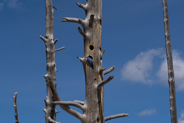 一张死树的照片，鲜艳的蓝山蓝鸟栖息在黄石国家公园喷泉颜料小径的巢穴边缘。图片下载