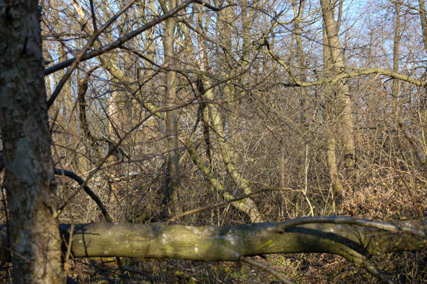 这张照片展示了一片森林，前景中有一棵倒下的树。树干呈灰色，表面有纹理，横卧在地面上。背景中可以看到其他光秃秃的树木和灌木丛。图片下载
