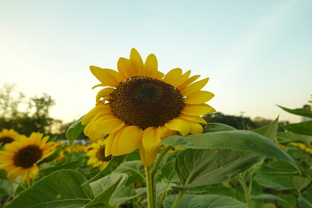阳光明媚的向日葵田。背景是向日葵的照片。向日葵是像阳光一样的花朵。图片下载
