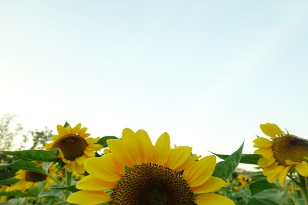 阳光明媚的向日葵田。背景是向日葵的照片。向日葵是像阳光一样的花朵。图片下载