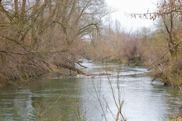 这张照片展示了一条河流穿过森林。河水呈绿色，流淌在树木环绕的河岸之间。树木的枝条光秃，表明这是冬季或早春时节。图片下载