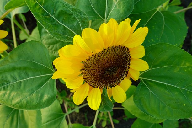 阳光明媚的向日葵田。背景是向日葵的照片。向日葵是像阳光一样的花朵。图片下载