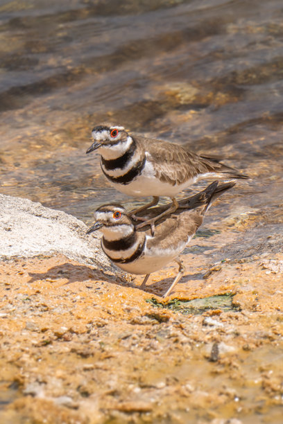 两只杀死鸟叠在一起的照片图片下载