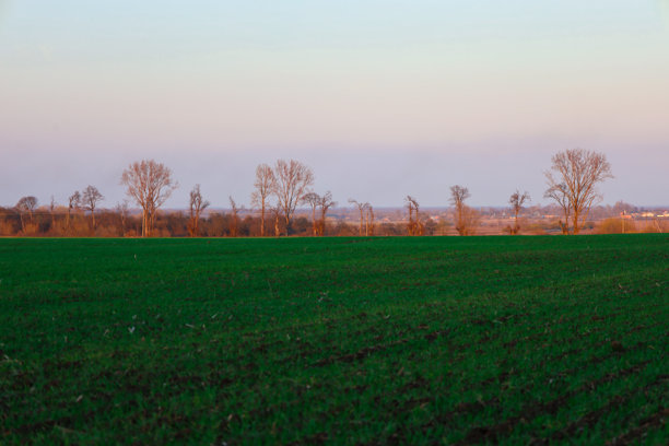 这张照片展示了一个乡村风景，前景是一片宽广的绿色田野。田野上生长着郁郁葱葱的绿草。背景中，一排树木沿着地平线延伸。图片下载