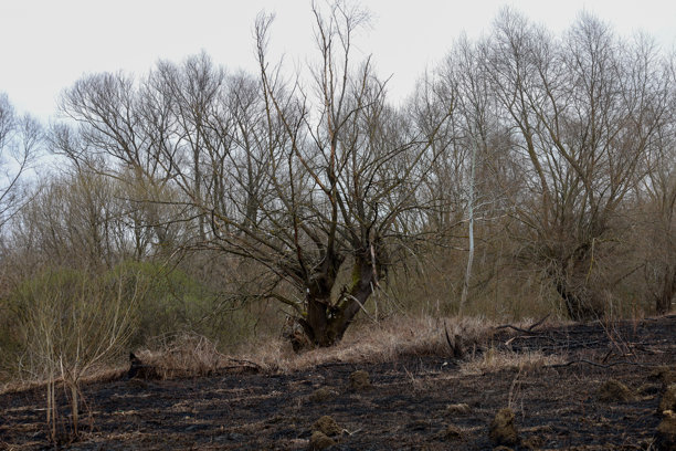 这张照片展示了在焦土上生长的树木。地面是黑色的，烧焦的，残留着干枯的草。树木的枝条光秃，表明这是冬季或早春的时节。图片下载