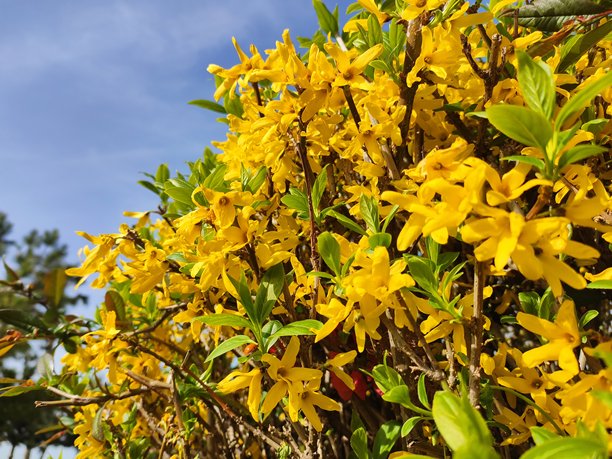 春天花卉照片背景图片下载