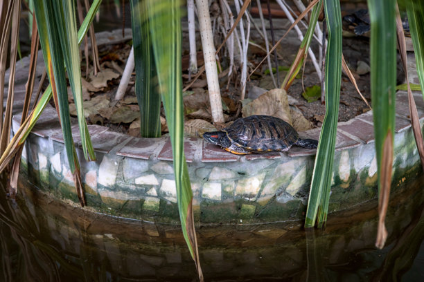 一只水龟在古老的植物园里。横向照片，展示家养动物。图片下载