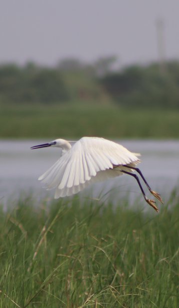 在纳尔萨罗瓦湖旅行时拍摄的美丽可爱的小白鹭鸟照片图片下载