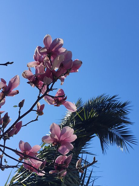 春天花卉照片背景图片下载