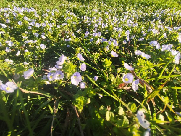 春天花卉照片背景图片下载