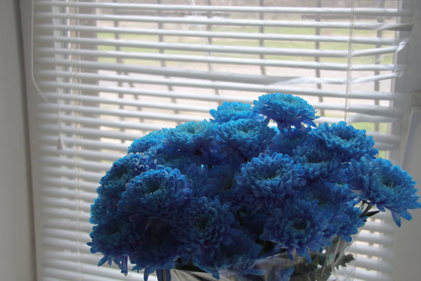 窗边的蓝色紫菀花束的竖版照片图片下载