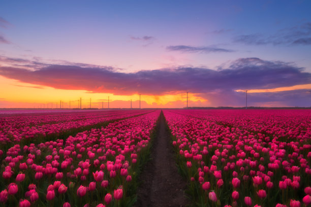 荷兰。日落时分的郁金香田野。荷兰风景。田野上的花朵行列。日落时的花卉景观。适合用作壁纸和背景的照片。图片下载