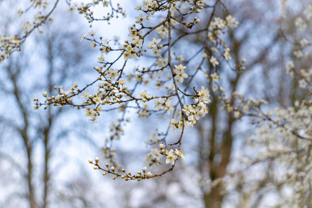美丽的白色开花树。春天果树上的白色花朵。模糊的背景。自然的抽象照片。图片下载