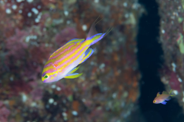 美丽的斑点鳃鱼在蓝色海洋中游泳的照片图片下载
