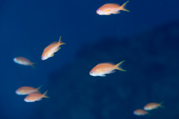 美丽的野生鱼类（海金鱼）在蓝色海洋中游泳的照片图片下载