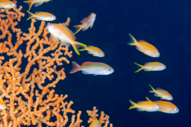 美丽的野生鱼类（海金鱼）在蓝色海洋中游泳的照片图片下载