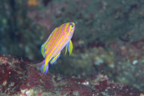 美丽的斑点鳃鱼在蓝色海洋中游泳的照片图片下载
