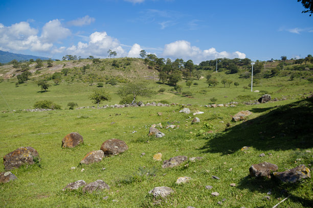 美丽的绿草地与树木的照片图片下载