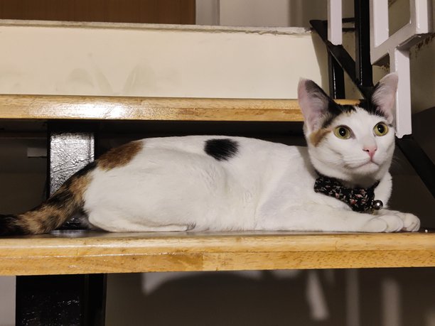 美丽的白色虎斑猫躺着 - 高清库存照片图片下载