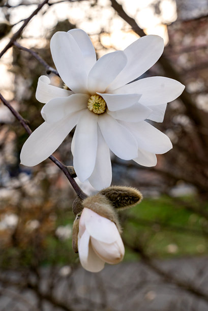 白色玉兰花特写，户外的树枝上。春天城市中盛开的玉兰树。春季花卉照片背景。图片下载