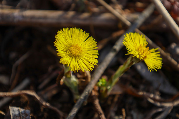 这张照片描绘了两朵明亮的黄色蒲公英花生长在干枯的树枝和叶子之间。花朵有着蓬松的花瓣和黄色的花心。它们位于从地面上升起的细茎上。图片下载