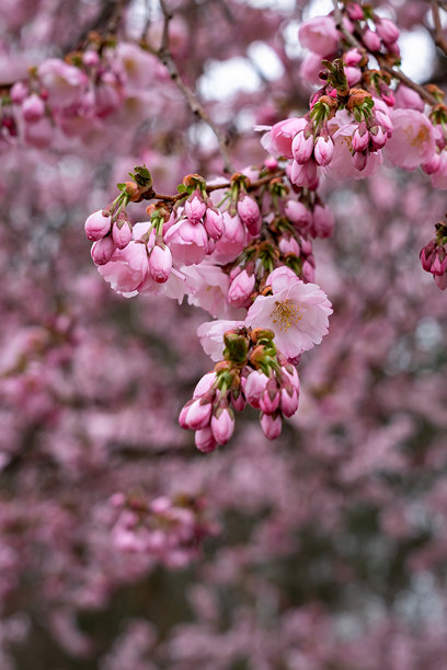盛开的樱花树枝，带有开放的花朵和花蕾，背景为粉色模糊的自然景色。早春盛开的树木。春季花卉照片背景。图片下载