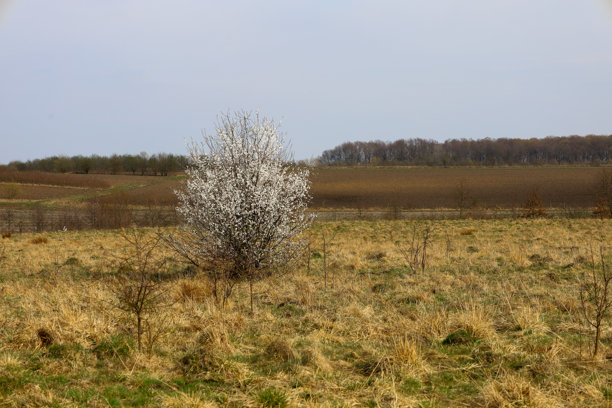 这张照片描绘了一个风景，前景是一棵盛开的树。树上密密麻麻地开满了白色花朵，给人一种蓬松云朵的印象。图片下载