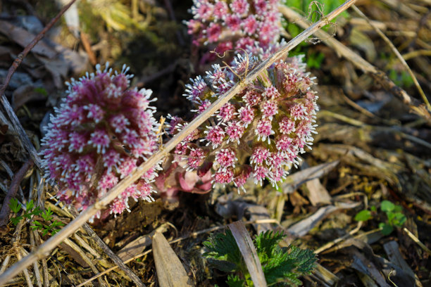 这张照片是两朵生长在落叶和土壤中的毛蕊花的特写。花朵有粉色的花苞和白色的尖端，形成一种细腻而对比鲜明的外观。图片下载
