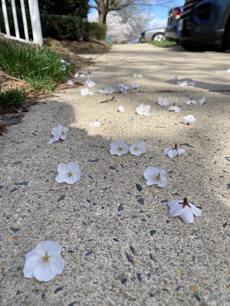 阳光与阴影下的人行道上的樱花。库存照片。图片下载
