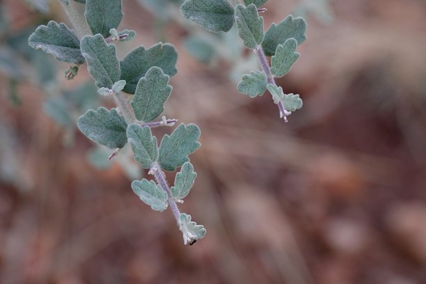 喇叭刺植物（Catophractes alexandri）银蓝色叶子的特写镜头 - 股票照片图片下载