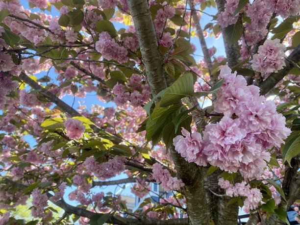 树枝上的繁茂樱花特写。彩色库存照片。图片下载