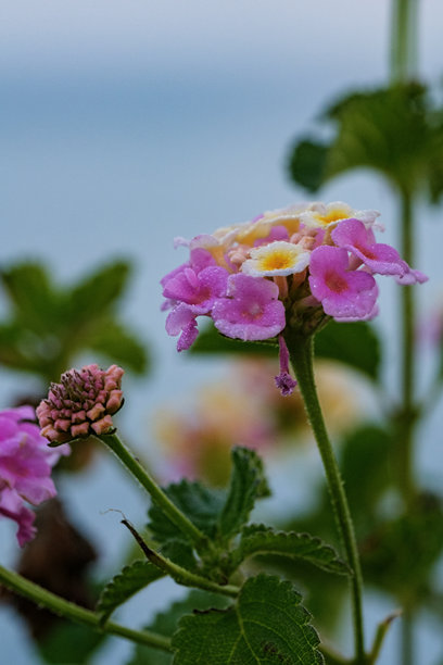 带露水的粉色和黄色马缨丹花的特写照片，背景柔和。图片下载