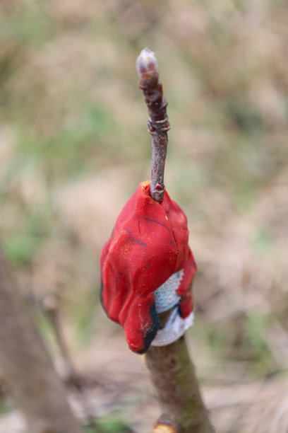 特写照片展示了一根树枝上的嫁接芽。芽被红色布料覆盖，布料紧紧缠绕在嫁接部位。布料的质地不均匀，某些地方有污垢。图片下载