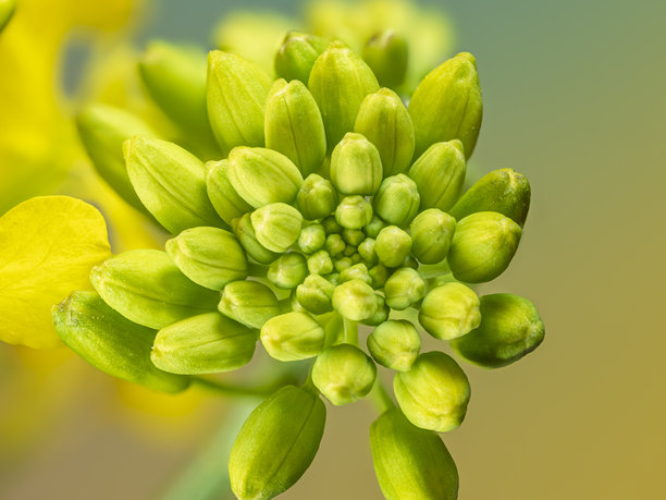 油菜花的特写，学名为Brassica napus。采用焦点堆叠摄影技术拍摄，共十五张照片。图片下载