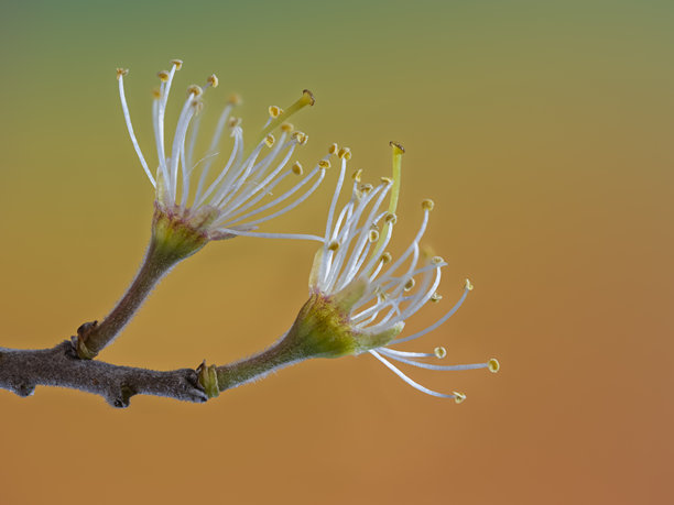 果树上野花的特写。使用焦点堆叠摄影技术拍摄的十五张照片。图片下载