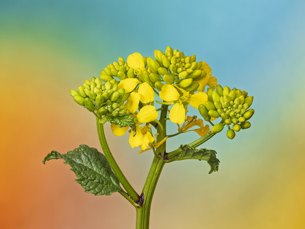 油菜花的特写，学名：Brassica napus。采用焦点堆叠摄影技术拍摄，共十五张照片。图片下载