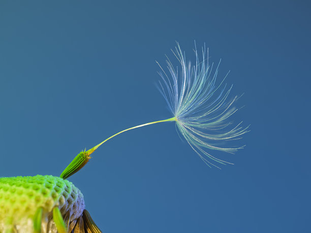 蒲公英花头的特写。使用焦点堆叠摄影技术拍摄的十五张照片。图片下载