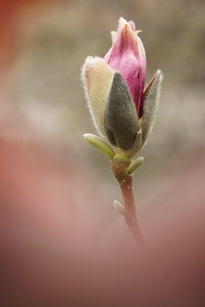 自然的复苏；一朵木兰花苞在树枝上的特写照片图片下载