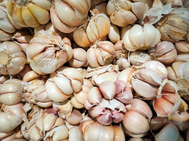 白色大蒜堆的纹理。市场桌上的新鲜大蒜特写照片。维生素健康食品香料图片。辛辣烹饪配料照片。白色大蒜头的堆积。图片下载